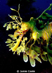 "For the love of Leafys"
Leafy Sea Dragon at Tumby Bay j... by Jamie Coote 